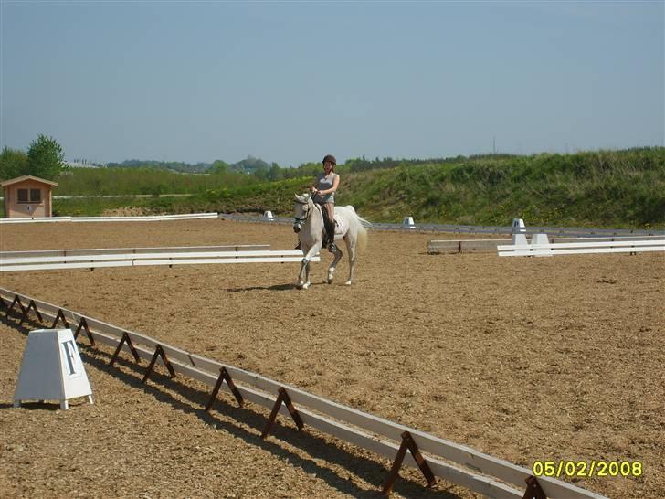 Arabisk fuldblod (OX) Pasha's Lady<'3  SOLGT;( billede 10