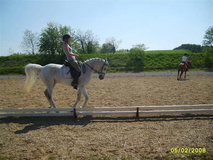 Arabisk fuldblod (OX) Pasha's Lady<'3  SOLGT;( billede 11