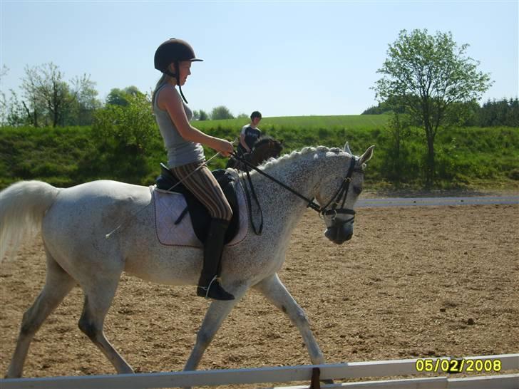 Arabisk fuldblod (OX) Pasha's Lady<'3  SOLGT;( billede 12