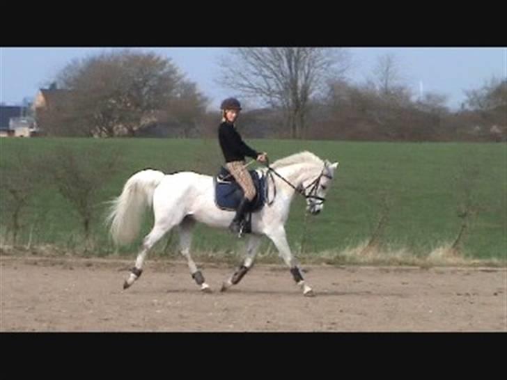 Arabisk fuldblod (OX) Pasha's Lady<'3  SOLGT;( billede 13