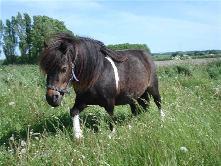 Shetlænder Stjernens Mini-Adore billede 9