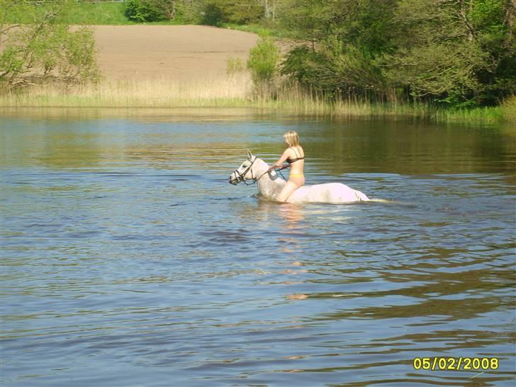 Arabisk fuldblod (OX) Pasha's Lady<'3  SOLGT;( billede 14