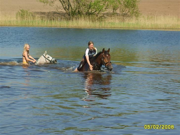 Arabisk fuldblod (OX) Pasha's Lady<'3  SOLGT;( billede 15