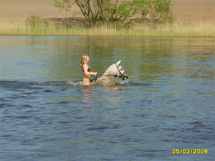 Arabisk fuldblod (OX) Pasha's Lady<'3  SOLGT;( billede 16