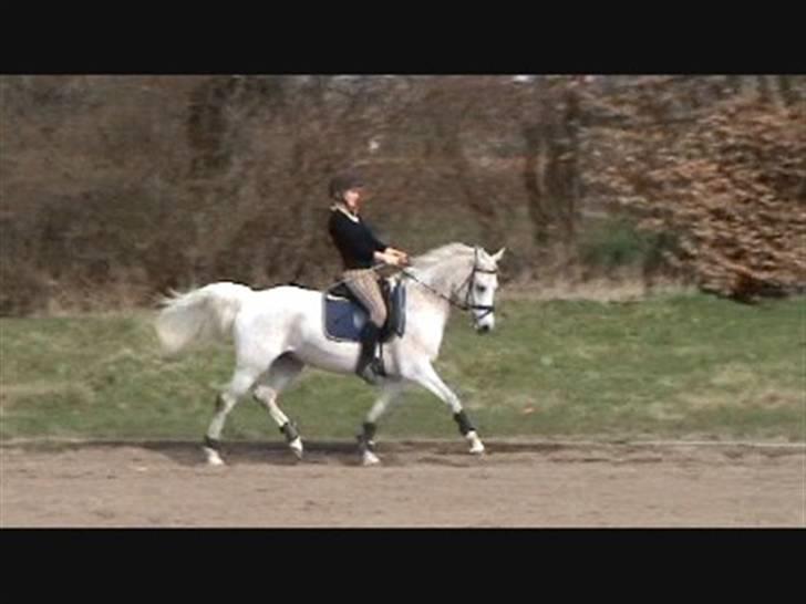 Arabisk fuldblod (OX) Pasha's Lady<'3  SOLGT;( billede 17