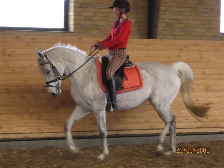 Arabisk fuldblod (OX) Pasha's Lady<'3  SOLGT;( billede 18