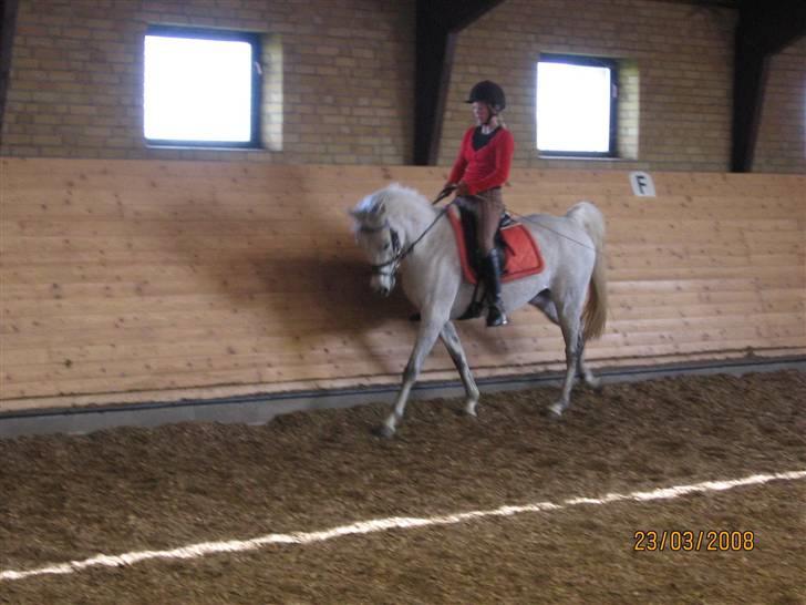 Arabisk fuldblod (OX) Pasha's Lady<'3  SOLGT;( billede 19