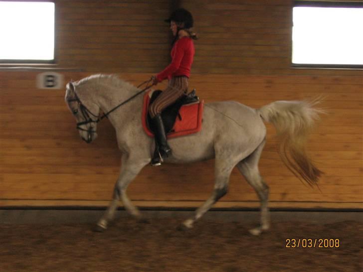 Arabisk fuldblod (OX) Pasha's Lady<'3  SOLGT;( billede 20