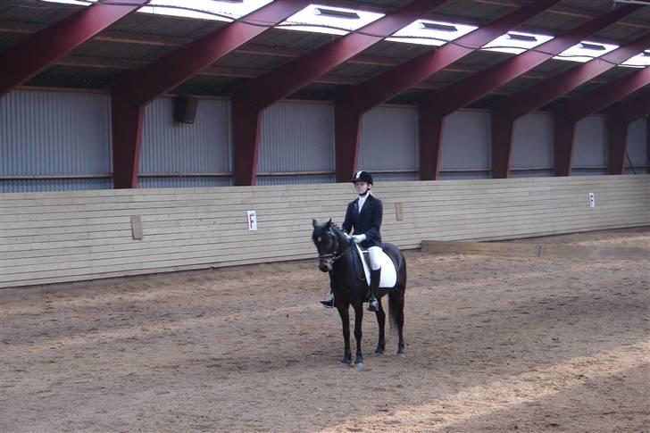 Tysk Sportspony Raket - stævne d. 3 maj (: lc2 billede 15