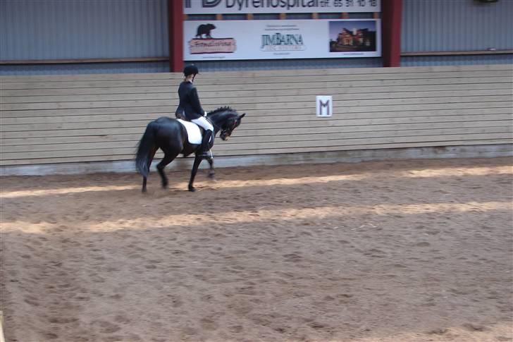 Tysk Sportspony Raket - stævne d. 3 maj (: lc2 billede 17