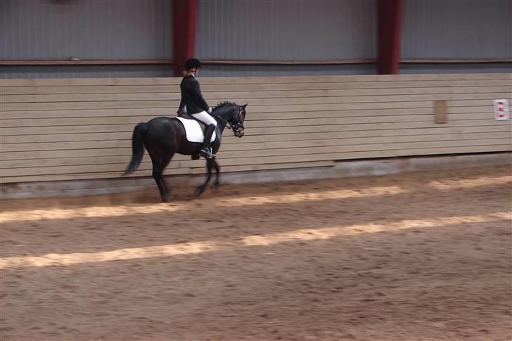 Tysk Sportspony Raket - stævne d. 3 maj (: lc2 billede 18