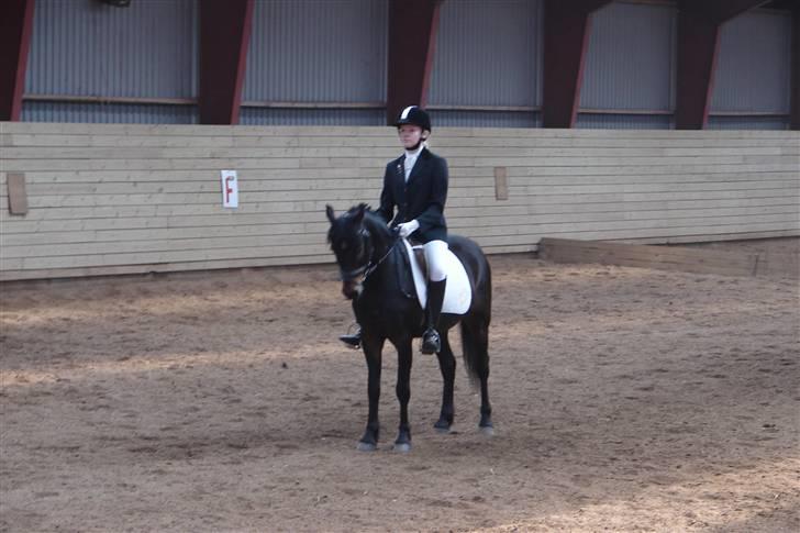 Tysk Sportspony Raket - stævne d. 3 maj (: lc2 billede 19