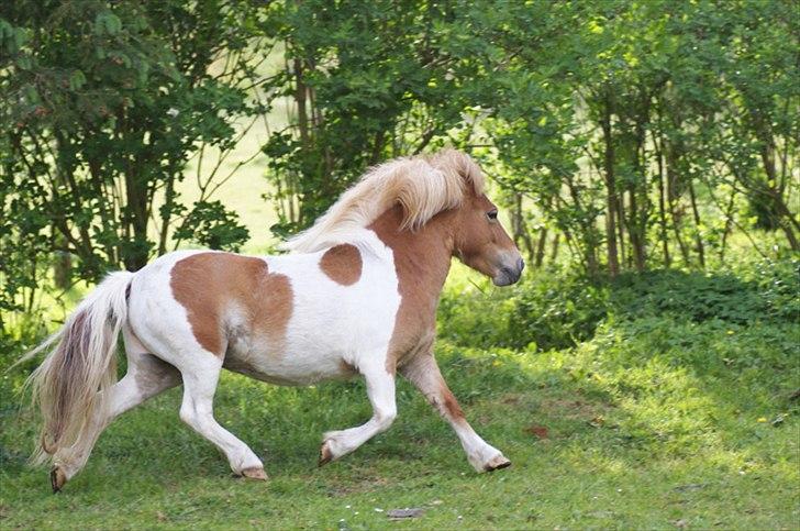 Shetlænder Papaya af Bjørholm - D. 17/5 2011 - Trav billede 17