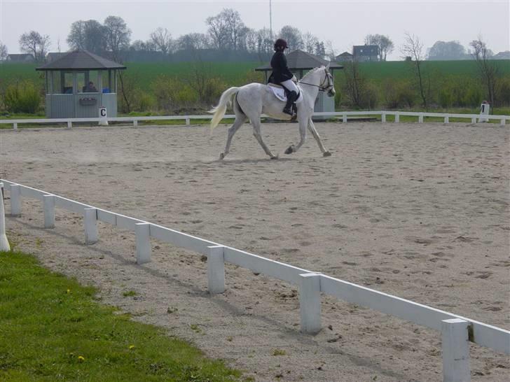 Anden særlig race Showboy - Stævne i Ringsted <3 han var super den daq billede 9