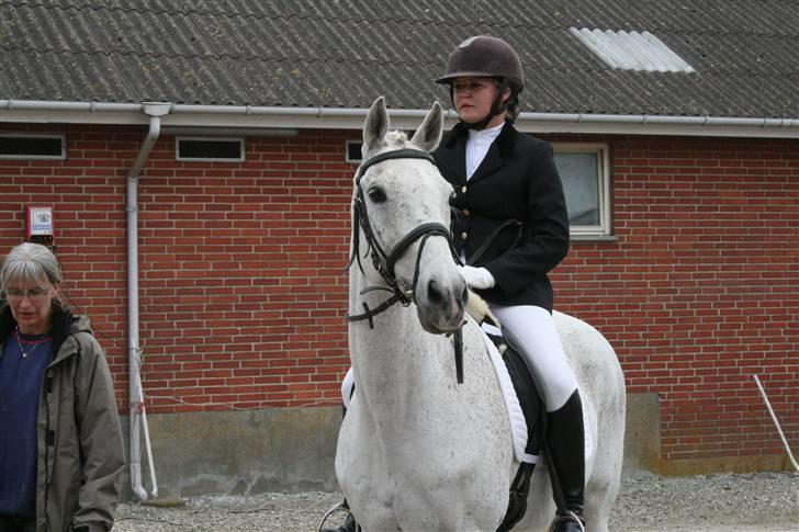 Anden særlig race Showboy - Stævne i RKVS :b Han gik rigtig rigtig rigtig fedt  billede 10