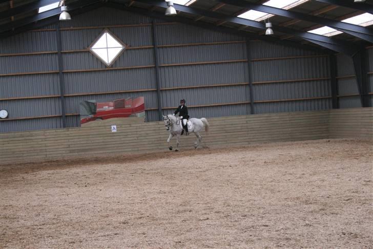 Anden særlig race Showboy - -ll- billede 11