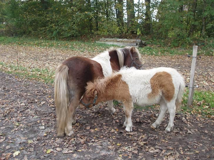 Shetlænder Papaya af Bjørholm - Kan jeg lige få lidt mad mor? billede 18