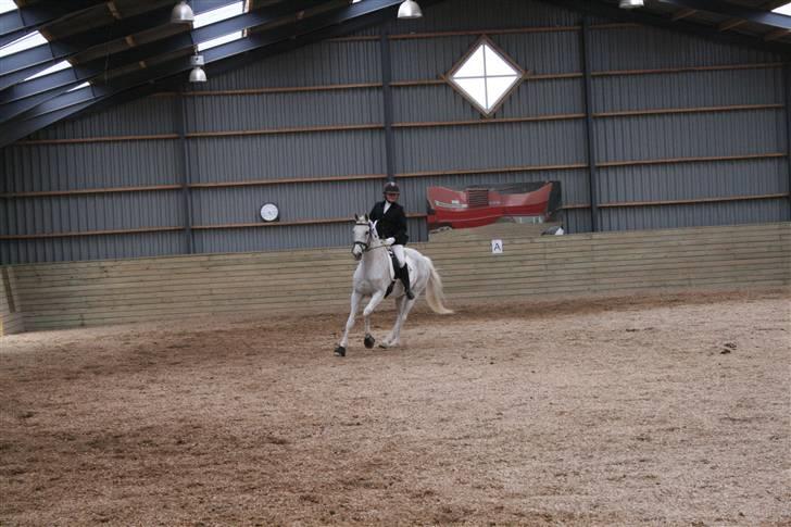 Anden særlig race Showboy - æresrundte 2 plads i Lc3 billede 12