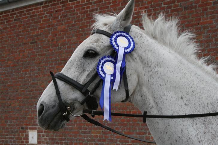 Anden særlig race Showboy - 2plads i Lc 3 & 2plads i lb 1 billede 14