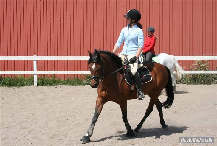 Tysk Sportspony Mirabell  {RIP} - daglig træning hjemme på banen. (d. 24/5-2008) billede 11