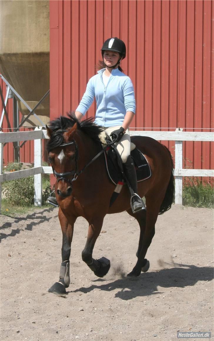 Tysk Sportspony Mirabell  {RIP} - daglig træning hjemme på banen. (d. 24/5-2008) billede 12