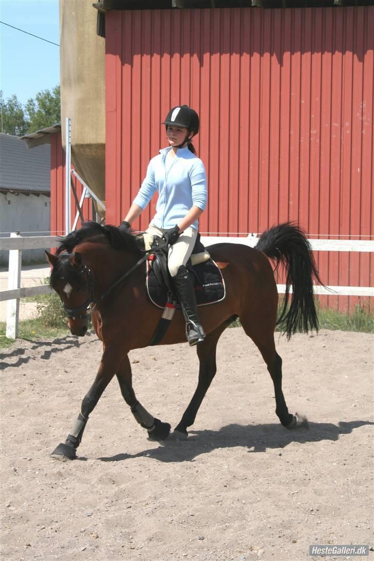 Tysk Sportspony Mirabell  {RIP} - daglig træning hjemme på banen. (d. 24/5-2008) billede 13