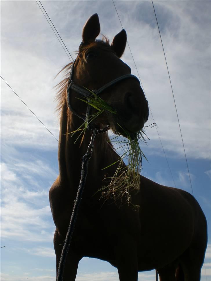 Anden særlig race Quintus Kashmir - solgt - Han er intet andet end gudesmuk <3 Foto: Mig billede 13