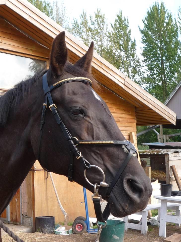 Traver Dijon Amber - den smukkes nye hovdetøj :D billede 18