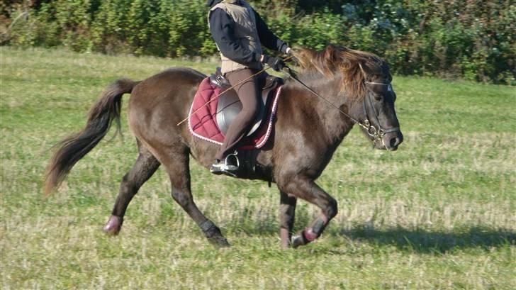 Islænder Katla - See hvor fin hun er <33 . . tölt på tur<3<3 billede 13