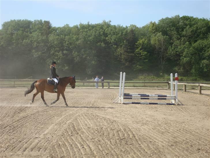 DSP Bæklunds Lorenzo solgt - opvarming struer stævne ! spring<3 billede 13