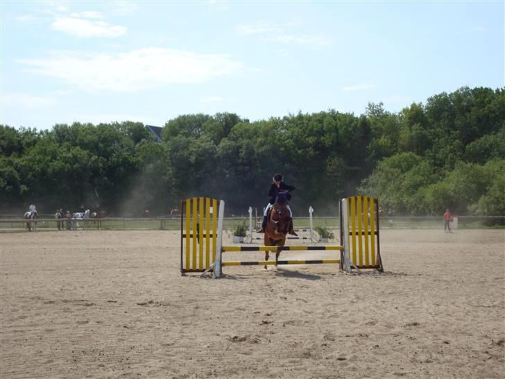 DSP Bæklunds Lorenzo solgt - struer stævne billede 14