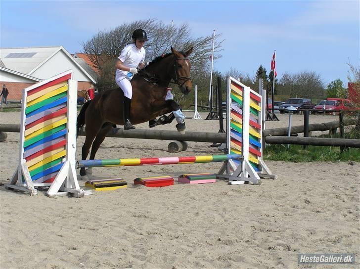 DSP Bæklunds Lorenzo solgt - kustyme spring. mit sidste stævne på ham. billede 15