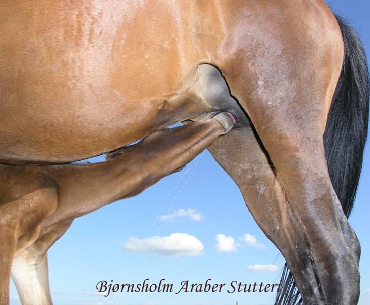 Arabisk fuldblod (OX) Ra faî billede 1