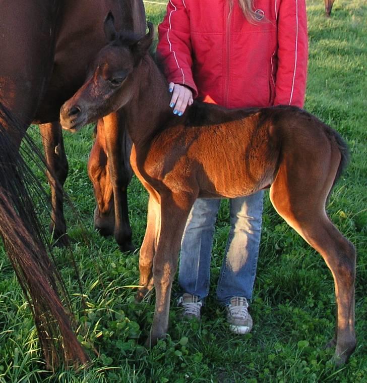 Arabisk fuldblod (OX) Ra faî - 6 timer gammel billede 2