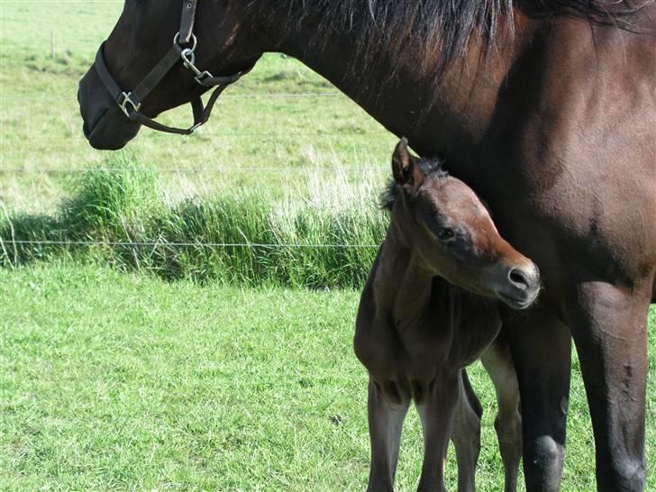 Arabisk fuldblod (OX) Ra faî billede 3