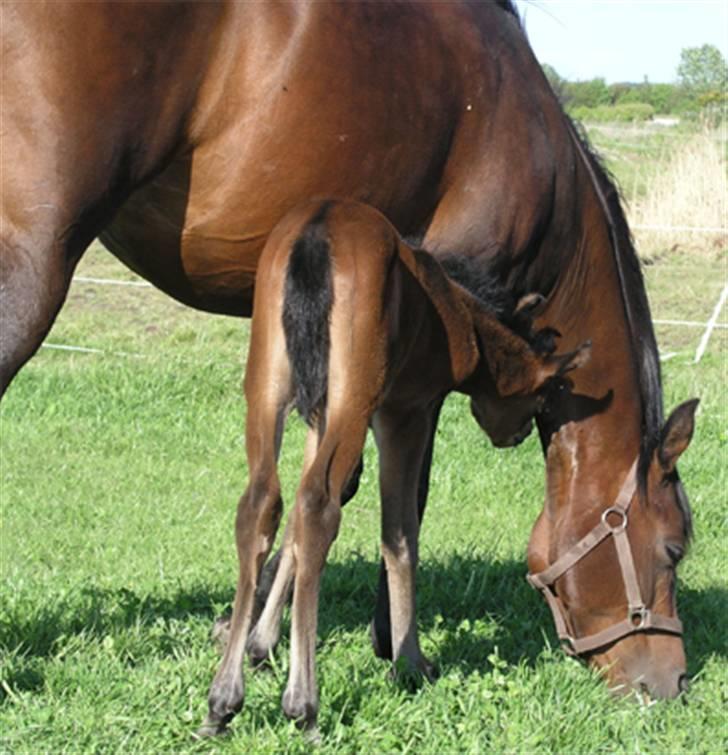 Arabisk fuldblod (OX) Ra faî billede 4