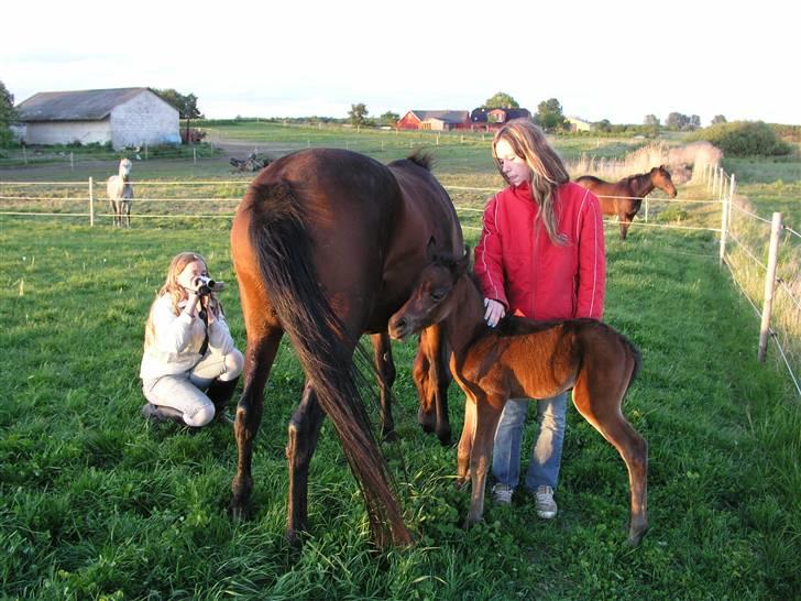 Arabisk fuldblod (OX) Ra faî billede 5