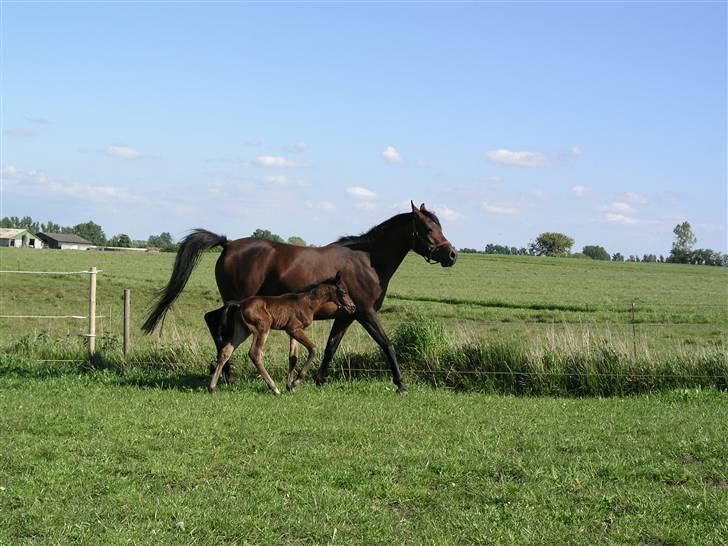 Arabisk fuldblod (OX) Ra faî billede 6