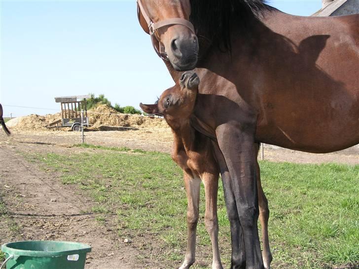 Arabisk fuldblod (OX) Ra faî billede 7