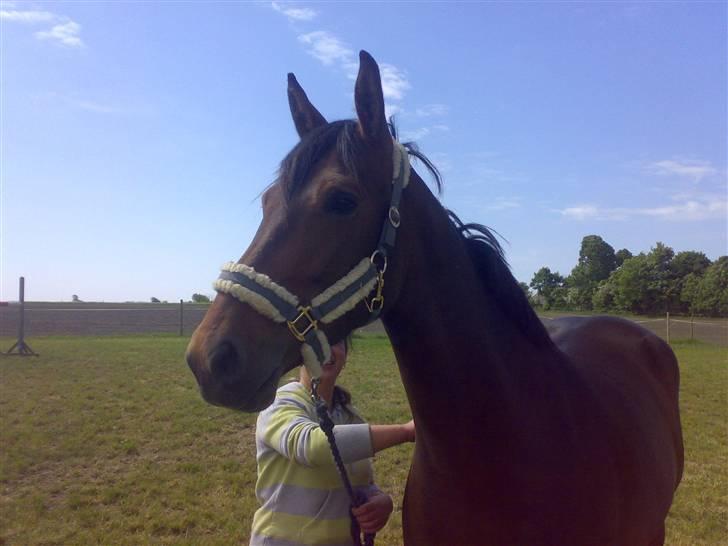 Pinto kila`s marcy billede 5