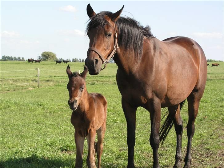 Arabisk fuldblod (OX) Ra faî billede 8