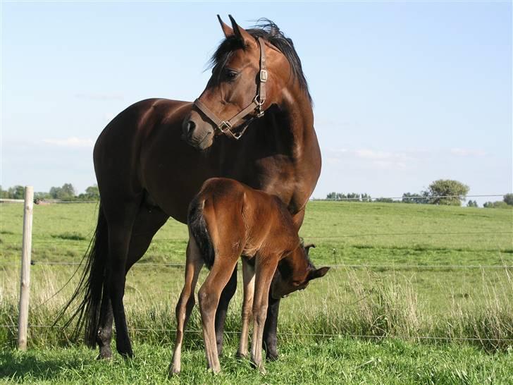 Arabisk fuldblod (OX) Ra faî billede 9
