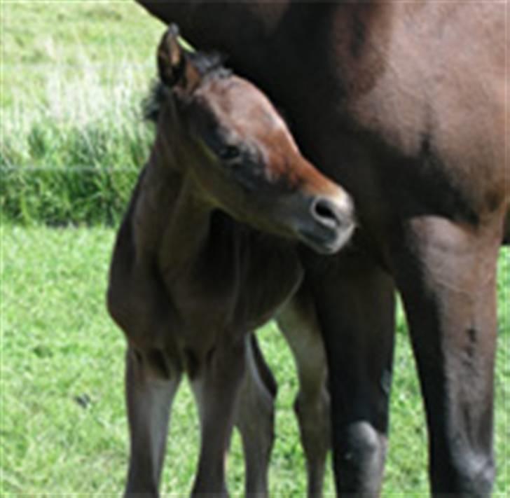 Arabisk fuldblod (OX) Ra faî billede 10