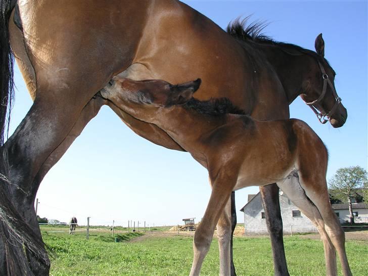 Arabisk fuldblod (OX) Ra faî billede 11