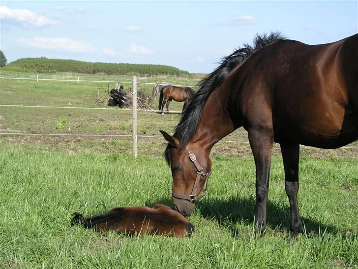 Arabisk fuldblod (OX) Ra faî billede 12