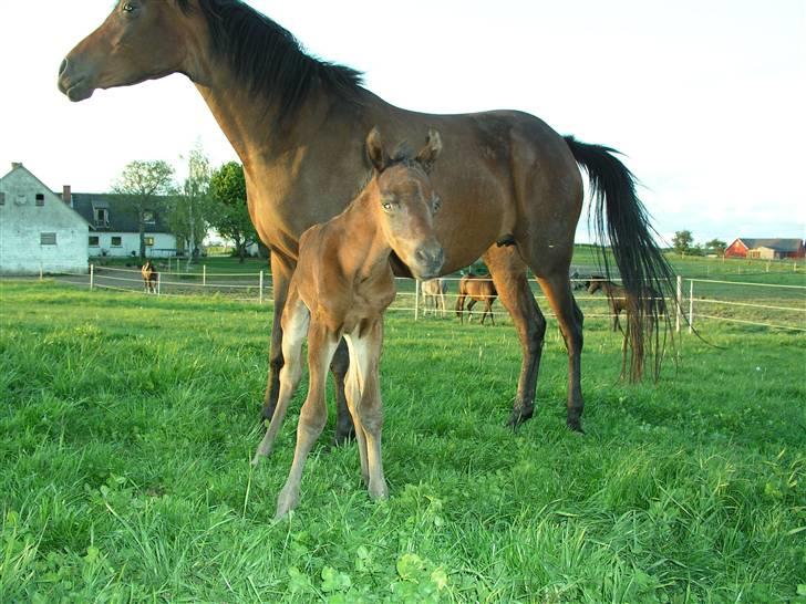 Arabisk fuldblod (OX) Ra faî billede 13