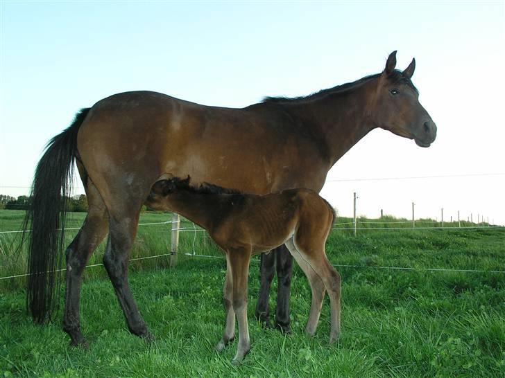 Arabisk fuldblod (OX) Ra faî billede 14