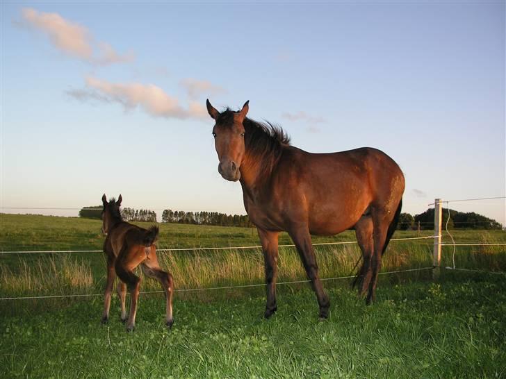 Arabisk fuldblod (OX) Ra faî billede 15