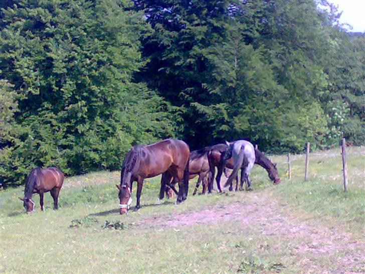 Pinto kila`s marcy billede 6