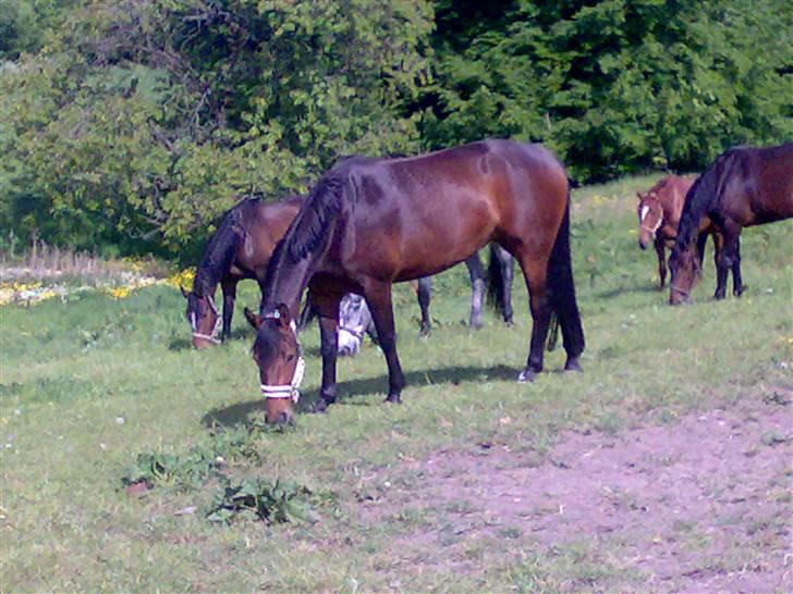 Pinto kila`s marcy billede 7